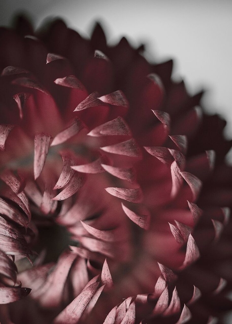 Dahlia Poster Print by Design Fabrikken Design Fabrikken - Item # VARPDXMF969A115